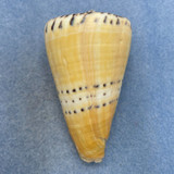 #14 Conus mustelinus 70.2mm F+ (Repaired Lip Chip) Philippines