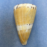 #16 Conus mustelinus 80.8mm F+ (Chipped Lip) Philippines