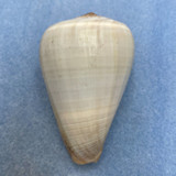 Conus loroisii 66.1mm F+ Phuket, Thailand, Trawled 40' In Sand/Mud