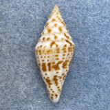 #35 Conus praecellens 31.5mm F+ Punta Engano, Cebu, Philippines