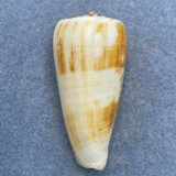 #19 Conus magus 53.8mm F+ Philippines