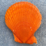 Mimachlamys funebris 43.4mm F+ Intertidal Broome, Western Australia