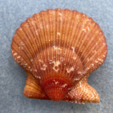 #2 Lindapecten muscosus 49.3mm F++ St Augustine, Florida