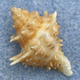 Acanthotrophon carduus 22.4mm F+ Las Perlas, Panama Dredged 20m On Rubble
