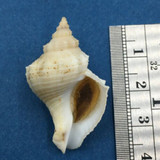 #2 Solenosteira Gatesi 36.5mm W/Operculum Panama Buccinidae
