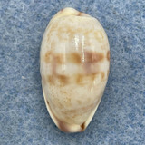 #1 Cypraea (Purpuradusta) fimbriata 18.4mm Gem Mozambique, Snorkel 5'