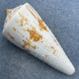 #25 Conus tribblei 56.3mm F+ Dipolog, Zamboanga, Philippines