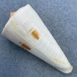 #29 Conus tribblei 66.7mm F+ Tayabas Bay, Quezon, Philippines