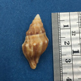 #4 Euthria Ponsonbyi 29.6mm Port Alfred S Africa Crayfish Pot 40fms Buccinidae