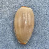 #1 Cypraea (Luria) isabella 26.1mm F++ Philippines
