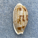 #8 Cypraea (Talostolida) teres 25.6mm F++ Bohol, Philippines