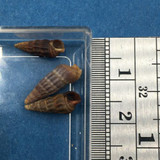 Zeacumantus subcarinatus Set x3 11.7-14.7mm New Zealand Potamididae