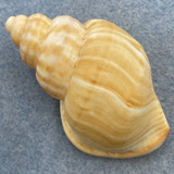 Struthiolaria vermis 54.1mm F+ Paraparaumu Beach, New Zealand, On Sand