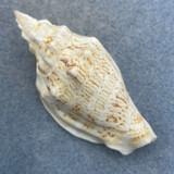 #2 Strombus (Ministrombus) variabilis 57.9mm F++ Sulu Sea, Philippnes Dived 20'