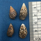 Cerithium lutosum Set x4 18-21mm No Data