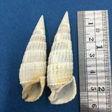 Rhinoclavis aspera Set x2 52-55mm Taken Off Australian Coast Cerithiidae