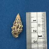 #1 Cerithium Litteratum 23.6mm Cerithiidae No Data