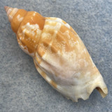 #4 Strombus dentatus 43.5mm F+ Nacala, Mozambique 1981