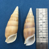 #1 Rhinoclavis vertagus Set x2 58-60mm Night Dive Bougainville Papua New Guinea