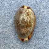 #2 Cypraea (Pseudozonaria) robertsi 18mm F+ Panama Bay, Panama, 1980