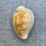 Cypraea (Zonaria) angelicae 21.7mm Gem Freak Dorsum, Dakar, Senegla 45m