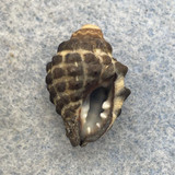 #15 Tenguella granulata 19.2mm F+ Caloundra, Queensland, Australia 1955