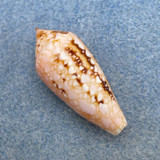 #3 Conus legatus 31.1mm F+ (Lip Chip) St Pierre, Reunion 12m On Coral Reef