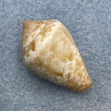 #3 Conus ventricosus 23.9mm F+ Anavissos, Greece