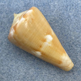 Conus namocanus 31.6mm F++ Nacala Bay, Mozambique 3m