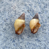 #1 Mitrella carinata 6.3-6.4mm F++ San Pedro, California Columbellidae