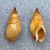 #2 Dorsanum miran 26.1mm F++ Senegal Nassariidae