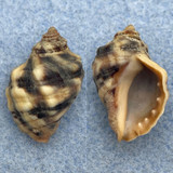 #2 Acanthina lugubris 20.7mm F++ Ensenada, Mexico