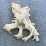 #2 Homalocantha zamboi 47mm F++ Bohol, Philippines