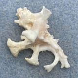 #7 Homalocantha zamboi 36.3mm F+ Punta Engano, Cebu City, Philippines