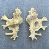 #4 Homalocantha anatomica 51mm F+ Central Philippines