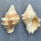 #7 Thais (Mancinella) armigera 36.6mm F+ Okinawa, Japan