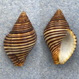 Cantharus undosus 26.6mm F+ Zamboanga, Philippines Buccinidae