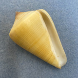 #10 Conus quercinus 56.3mm F++ Okinawa, Japan, By Dive 10' In Sand