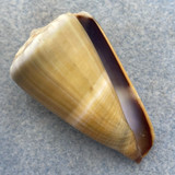 #3 Conus lividus 42.7mm F++ Boac, Marinduque, Philippines, By Fishermen