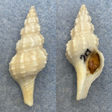 Fusinus bocagei marcelpini 40.1mm F+ W/O Dredged 400m Senegal, W. Africa