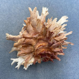 #2 Chama lazarus 82.5mm F+ Trawled 40-50m On Sand, Luzon, Philippines