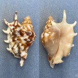 #14 Lambis lambis 92.6mm F++ Siasi Sulu, Philippines 15-20' In Coral Reef