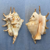 #12 Lambis lambis 127mm F+ Freak Siasi Sulu, Philippines 15-20' In Coral Reef