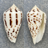 Conus blanfordianus 29.6mm F+ (Lip Chip) Philippines