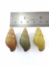 #34 Amphidromus Noriokowasoe Lot Of 3 Land Tree Snail Shell Vietnam 32.7-35mm