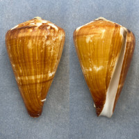 #10 Conus vexillum 97.9mm F+ Trawled, Sulu Sea, Philippines