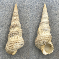 #3 Cirsotrema varicosum 41.7mm F/+ Philippines