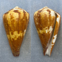 #6 Conus vexillum 111.4mm F (Lip Chips) W/Periostracum, Philippines