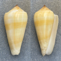 #6 Conus consors 61.1mm F++ Sulu Sea, Philippines