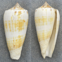 #11 Conus magus 64.5mm F+ Trawled, Siguijok Island, Philippines